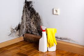 Best Emergency Mold Remediation  in El Segundo, CA